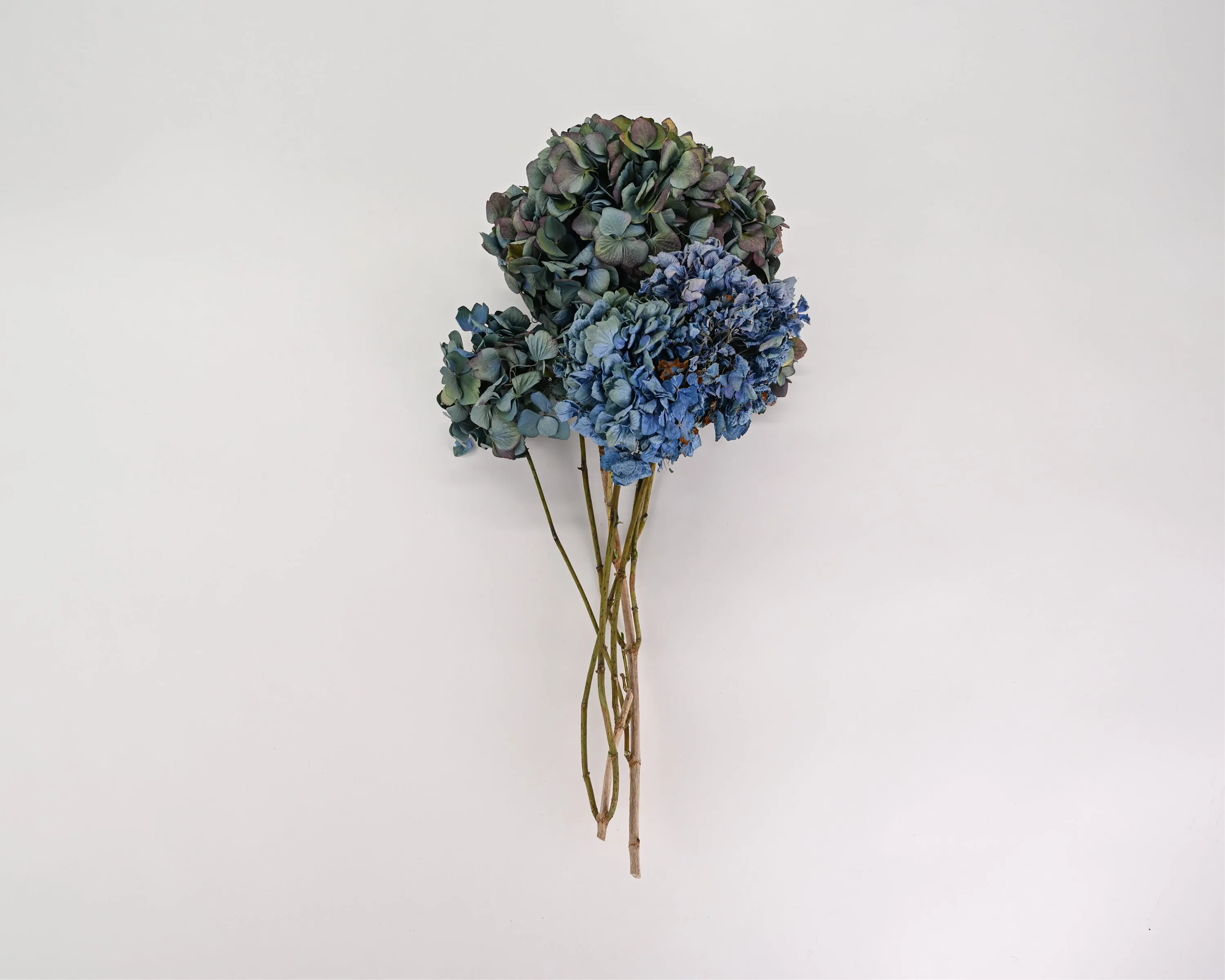 Dried Hydrangea Flower Bunch - Blue Color